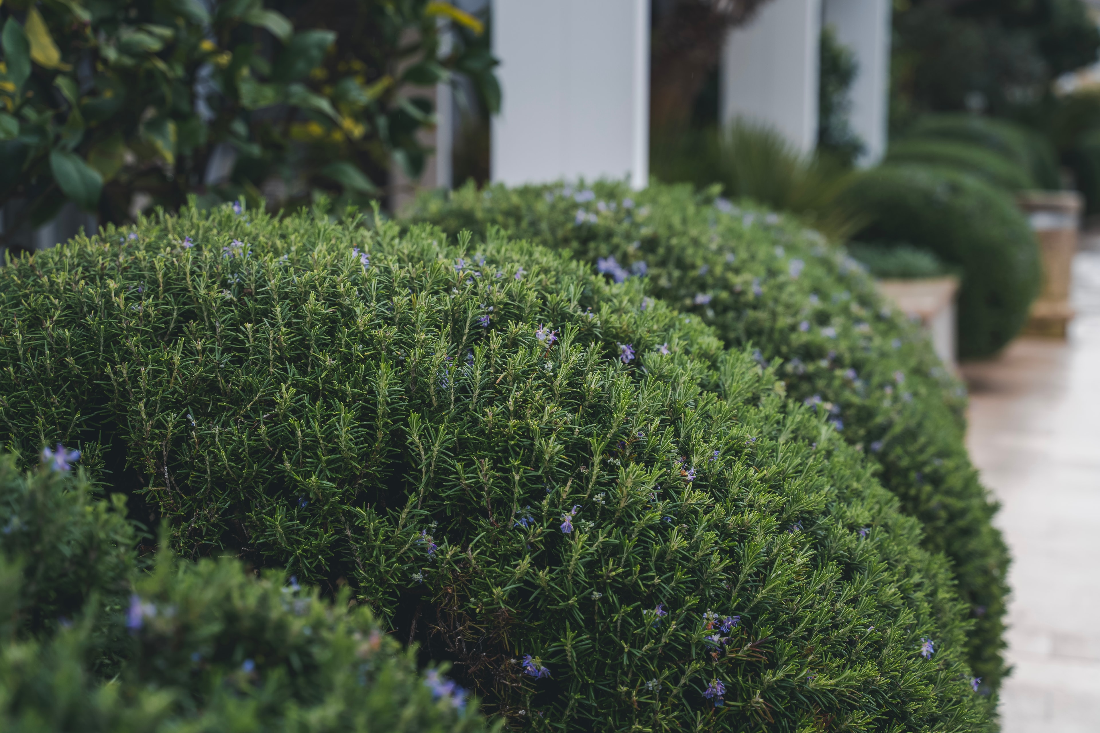 Tree & Hedge Trimming